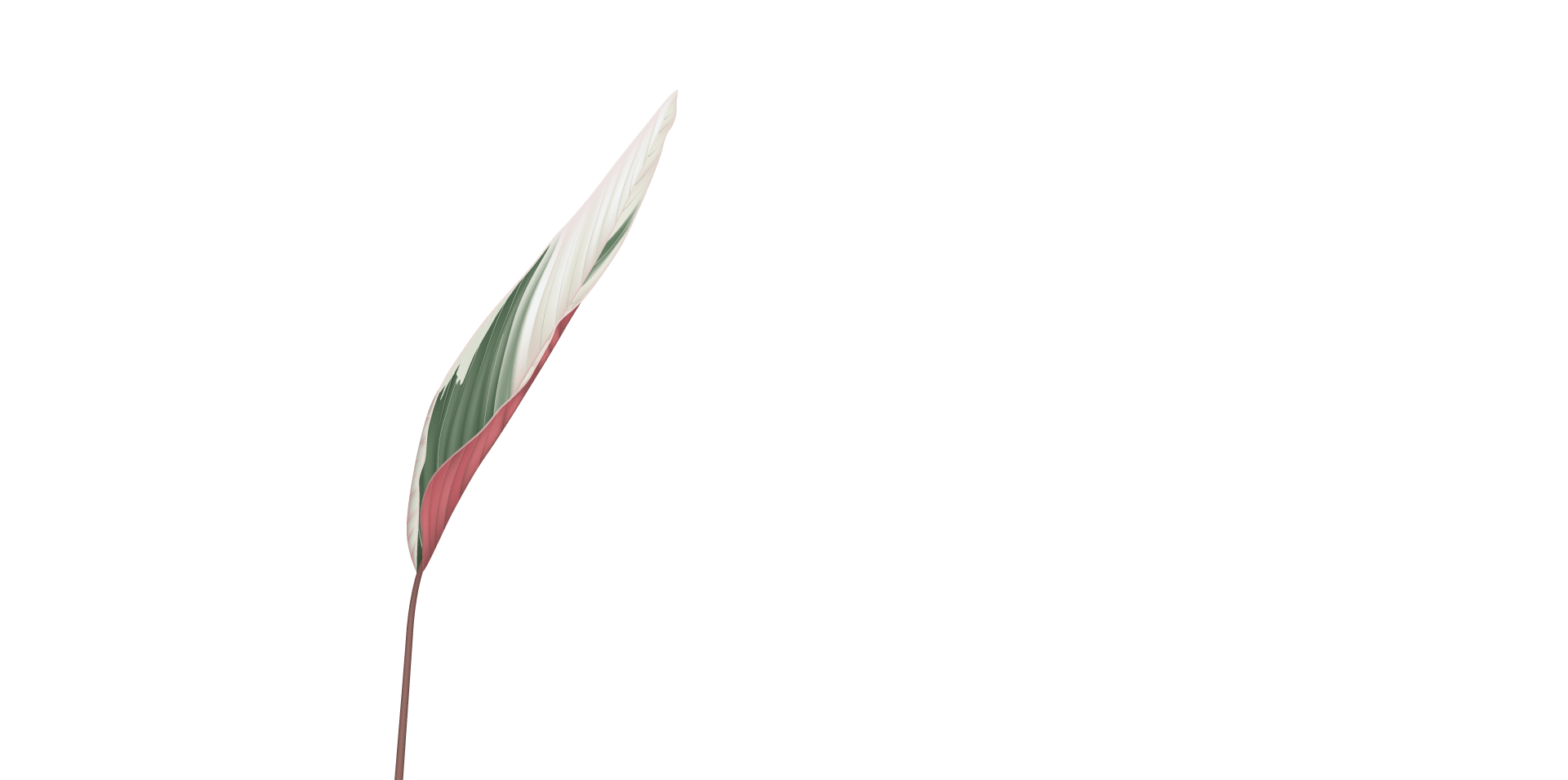 林口A9黃金中軸